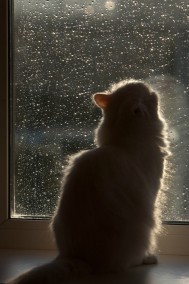 Новогоднее чудо