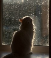 Новогоднее чудо Анастасия Весенняя