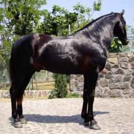 Калигула