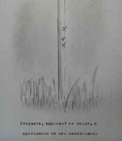 Иллюстрация к книге