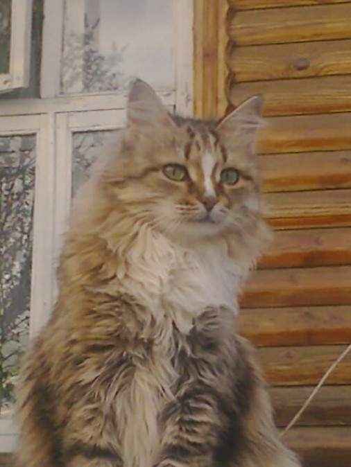 ПЕРСЕЙ