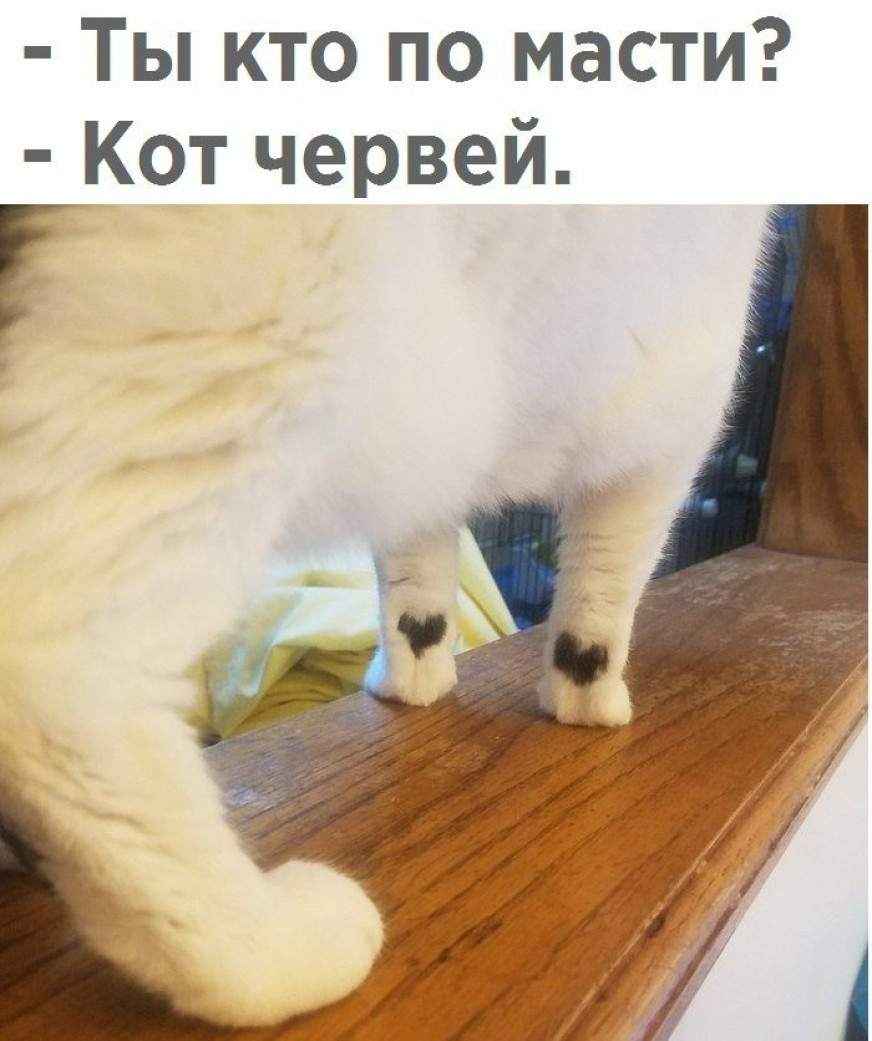 Кент