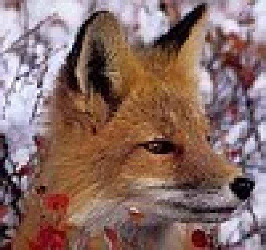 AutumnFox
